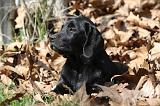 LABRADOR 719